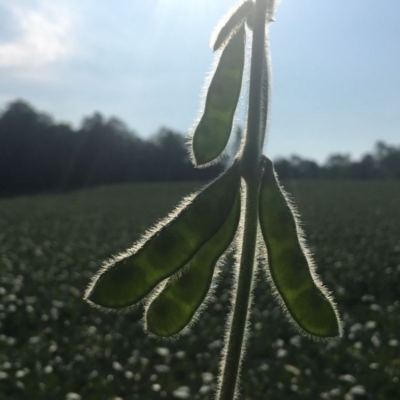 A field of mature Soybeans